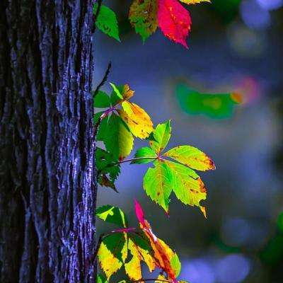 im电竞官网截图